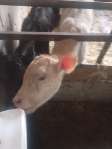 chi su: Продаю | Музоо, торпок | Полукровка | На откорм | Искусственник — 3