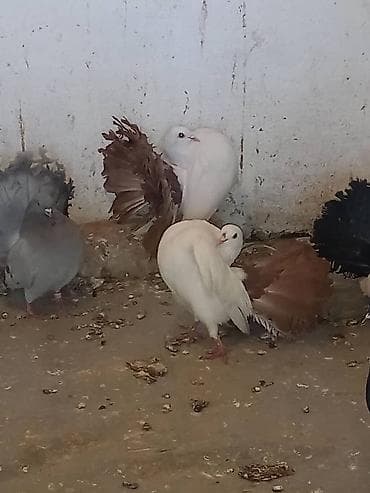 дикий голуб: Продаю | Куры | Для разведения — 1