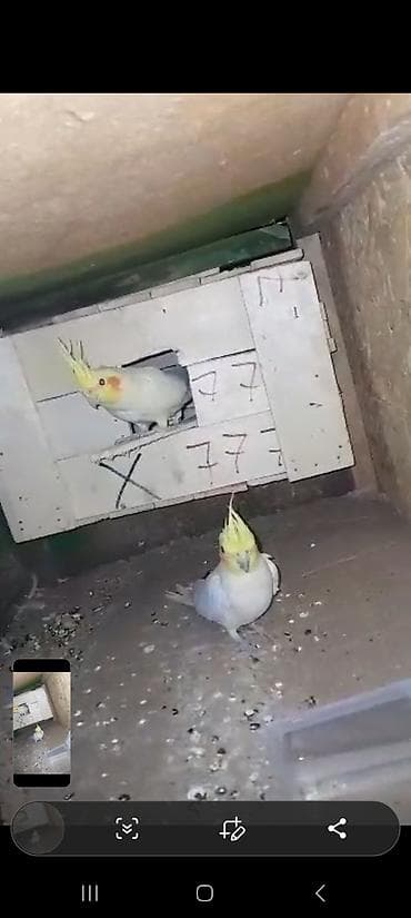 Үй жаныбарлары үчүн товарлар: Пара корелл (нимф) готовый пара срочна срочна продаю — 4