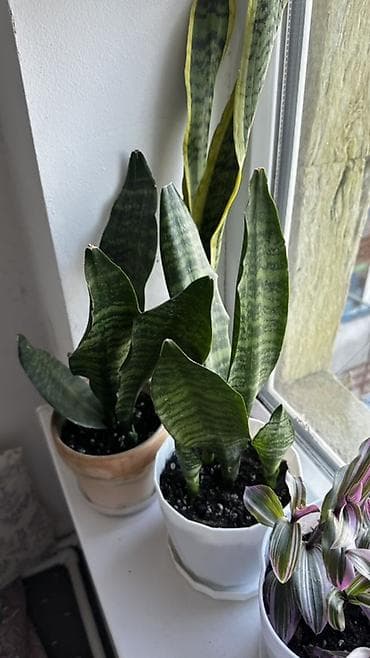 Лимоны: 100 сомдон жогору - Сансевиерия (Sansevieria, «тёщин язык») — — 1