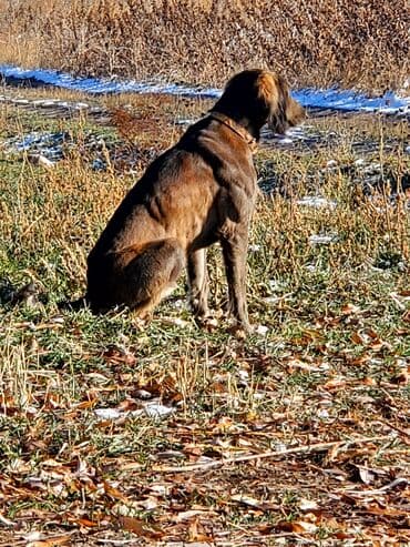 Вязка собак: Собака даром: Дворняжка, 2 месяца, Самка — 6