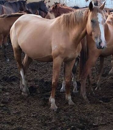 улак теке: Сатам | Бээ (ургаачы), Жылкы (эркек) | Аргын | Союуга, Көбөйтүү үчүн, Ат спорту | Асыл тукумдуу, Жасалма жол менен боозутуу — 6