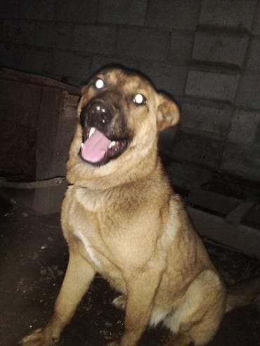 Собака даром: Дворняжка, 8 месяцев, Самка, С прививкой