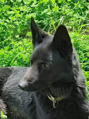 чон ит: Щенки немецкой овчарки 3.5месяца все прививки зделаны Черный щенок с — 4