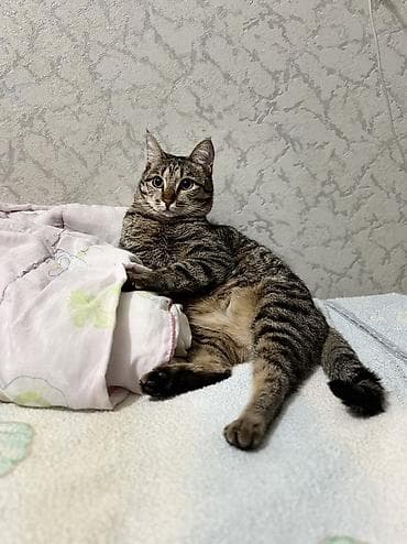 я ищу кота: 1 год, Девочка, Метис, Приучена к лотку, Проглистована — 2