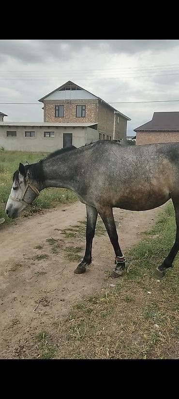 Продаю | Кобыла (самка) | Английская | Рабочий | Племенные at lalafo.kg Продаю | Кобыла (самка) | Английская | Рабочий | Племенные