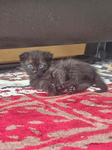 маленькие собачки: Котята, помет из трех малышей: - Черно-белый котёнок с белой грудкой и — 3