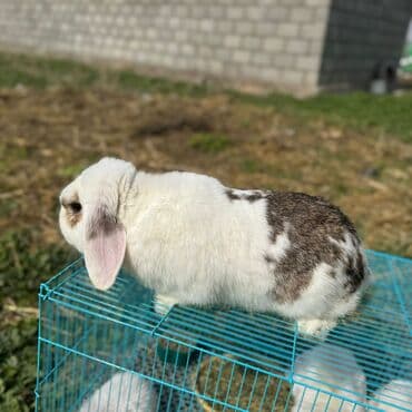 продам домик для кошки: Сатылат баасы 2000 — 2