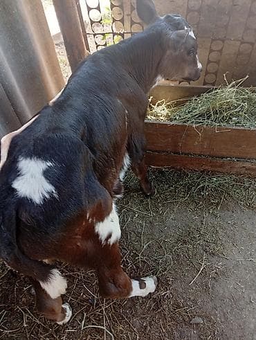 кукуруза красная речка: Продаю | Бык (самец) | На откорм — 5