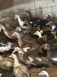 продаю кеклик: Индоутки 57 голов — 11