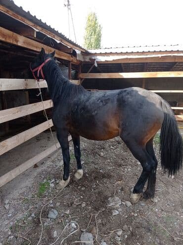 кролики декоративные: Продаю | Кобыла (самка) | Рабочий — 4