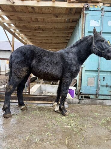 вислоухие кошки бишкек: Продаю | Жеребец | Конный спорт, Для разведения — 3