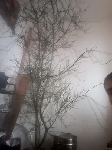 Семена и саженцы: Комнатное растение — декоративное дерево с ажурными, тонкими ветвями — 1