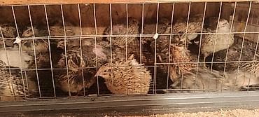 280 сом в месяц ошка: Бодоно сатылат 40 штук 3 айлык бодонолол 200 сомдон 1 бодоно — 1