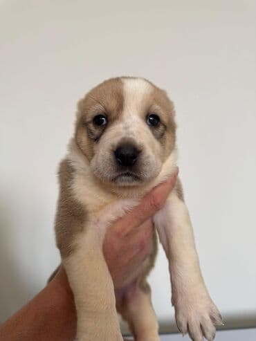 авчарка талас: Алабай, 1 айлык, Ургаачы — 1