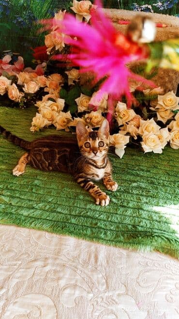 новорожденные котята: Привет друзья. в питомнике Бен Гла Мур есть свободные кото — 2