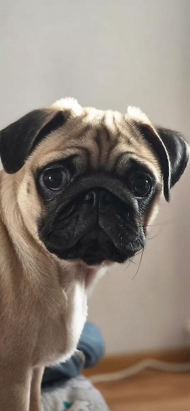 Мопс, 5 месяцев, Самец