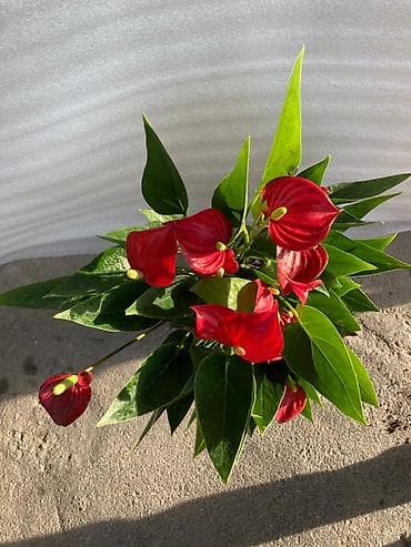 Комнатные растения: 💐Женское счастье белок по 1000с, 💐красное мурское счастье по 1000с — 2