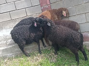 бычки швиц: Продаю | Ягненок | На забой | Племенные — 3