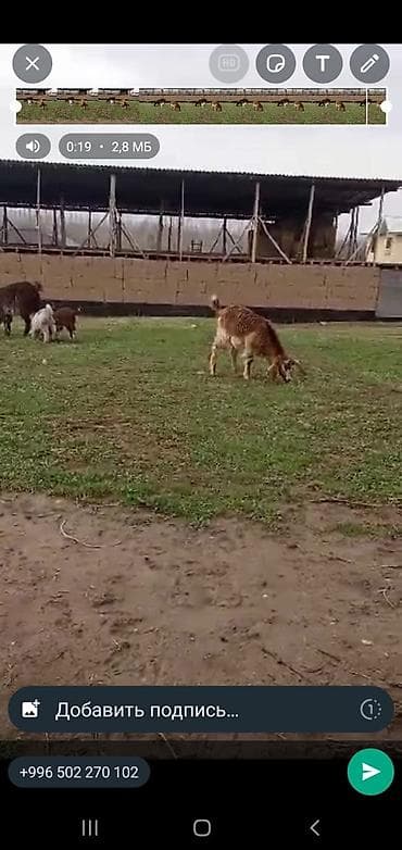 все для животных: Продаю | Коза (самка), Козёл (самец), Козлёнок | Зааненская, Битал | Для разведения, Для молока | Племенные — 1