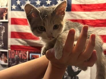 продаю связи с переездом: 🐾 Отдаём котёнка Ниндзя в добрые руки Этот малыш появился в нашей — 2