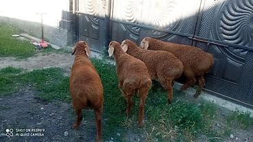 малёк рыбы: Продаю | Ягненок | На забой — 4