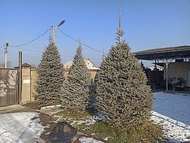 Все для дома и сада: Саженцы деревьев: Ели — 9