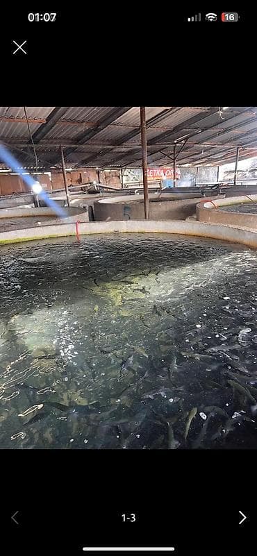 Аңчылык жана балык уулоо: Продаю Форель -(мальки форели ) 100+ грамм 120 тысяч штук Скважина — 1