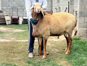 продам козу дойную: Продаю | Баран (самец) | Для разведения | Племенные — 3