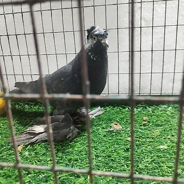 продажа собак бишкек: Продаю домашних игровых голубей, двухчубый самец 1500 сом, сизый самец — 5