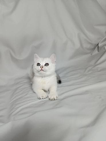 кошку: Шотландские котята возраст полтора месяца, готовы переехать в новый — 5