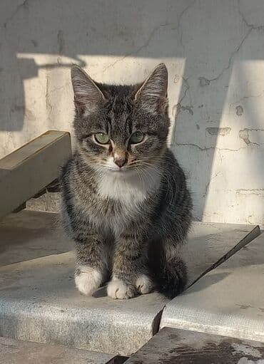 договорная кошка даром британская короткошёрстная 1 год мальчик метис 2 позвонить написать: Кошка даром: Беспородная, 4 месяца, Мальчик — 2