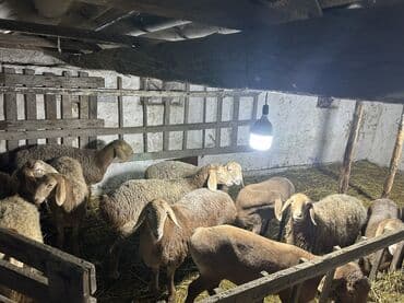 кролик декоративный: Продаю | Овца (самка), Ягненок | Арашан — 1