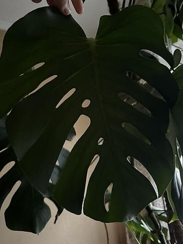 Монстеры: Монстера делициоза (Monstera deliciosa) в крупном напольном горшке. - — 2