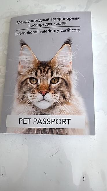 кошки на обувь: Отдам кота в добрые и ответственные руки ❤️ Кот домашний, спокойный и — 5