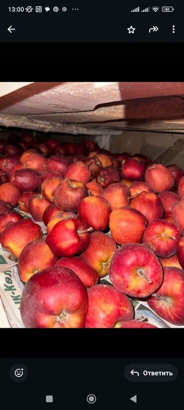 купить холст бишкек: Яблоки Крипсон, Оптом — 2