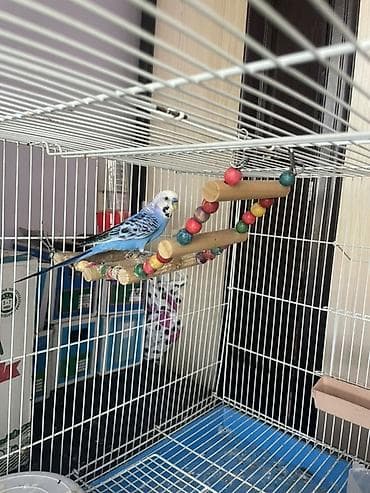 Үй жаныбарлары: 🦜 Срочно продаётся синий волнистый попугай с клеткой! В связи с — 1