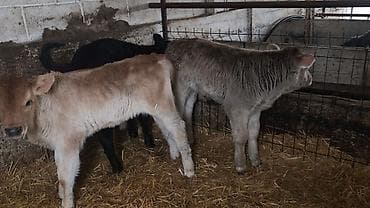 цена тюк: Продаю | Бык (самец) | Швицкая | На откорм, Для разведения | Искусственник — 6