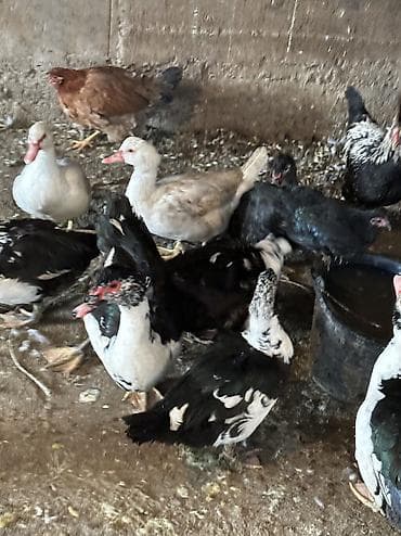 Proton: Индоутки 17 голов — 3