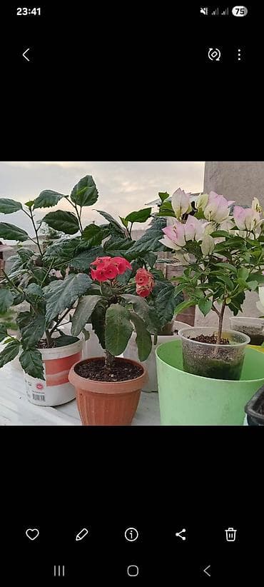 озеление: Самовывоз — 10