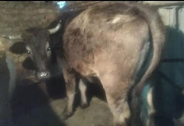 эшек жаныбар: Сатам | Уй (ургаачы) | Көбөйтүү үчүн | Байланган — 1