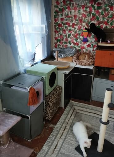 куплю переноску для кота: Гостиница для кошечек и маленьких собачек до 5 кг Предлагаем — 1