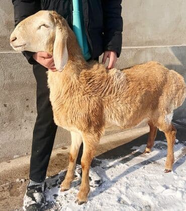 Продаю | Ягненок, Баран (самец) | Гиссарская, Долан, Арашан | Для разведения | Племенные, Котные, Матка