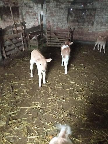 Башка жаныбарлар: Сатам | Кунаажын | Бордоп семиртүү үчүн — 1