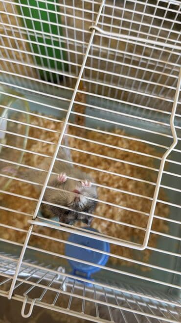 ёжик живой: Карликовые хомячки (джунгарики). На фото — миниатюрные декоративные — 10