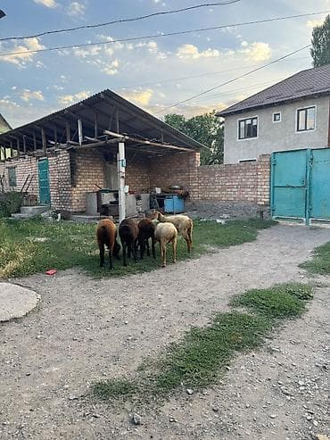 маленькая кошка: Продаю | Баран (самец) | Для разведения — 3