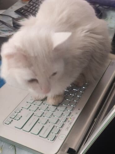 сколько стоит маленький котик: Турецкая ангора, белоснежная и пушистая. около года очень любит — 5