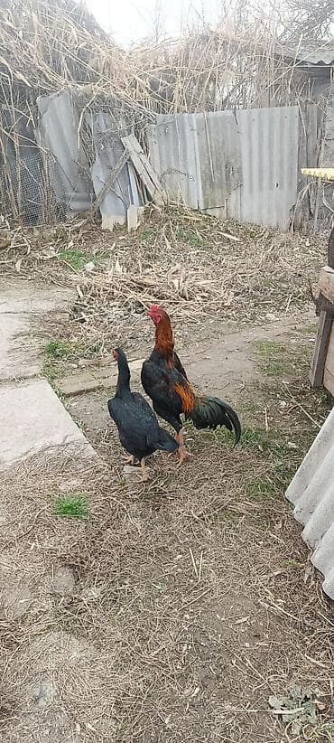 птица: Продаю | Куры | Бойцовая | Для разведения — 3