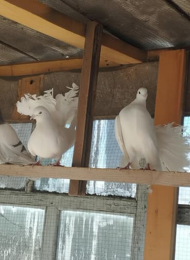 Пара павленов белые 3000 сом звоните на смс не отвечаю at lalafo.kg Пара павленов белые 3000 сом звоните на смс не отвечаю