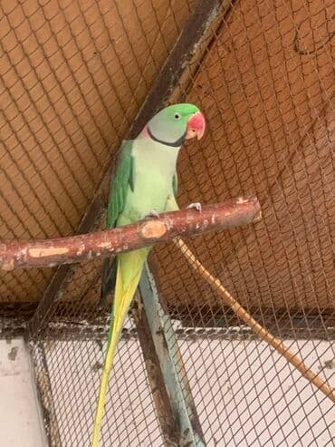 попугай неразлучник купить: Продаются, александрийцы Взрослые, рабочая пара Характеристики: - — 2